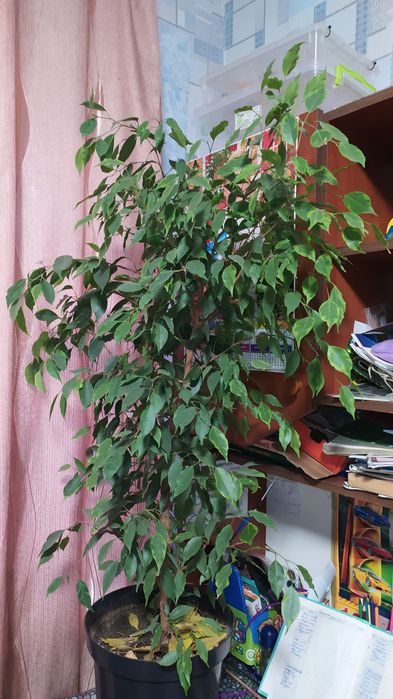 Фикус Бенджамина