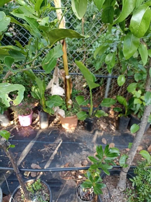 Árvores e plantas de jardim tenho todo   de frutos