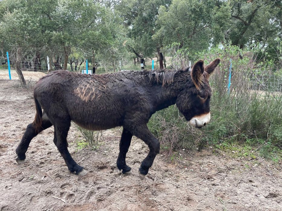 Burro Mirandês – 6 anos | Dócil | Ideal para famílias