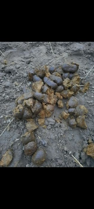 Obornik koński nawóz