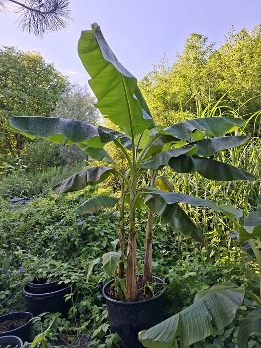 Bananowiec musa balbisiana sikkimensis thomsoni basjoo  manicata