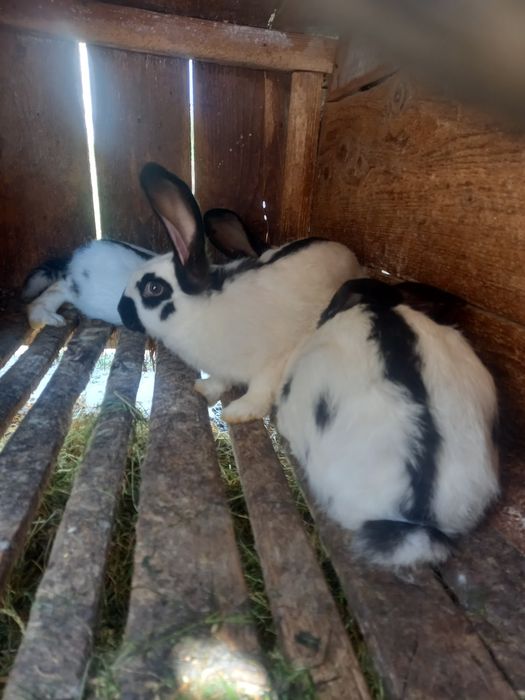 Німецький строкач