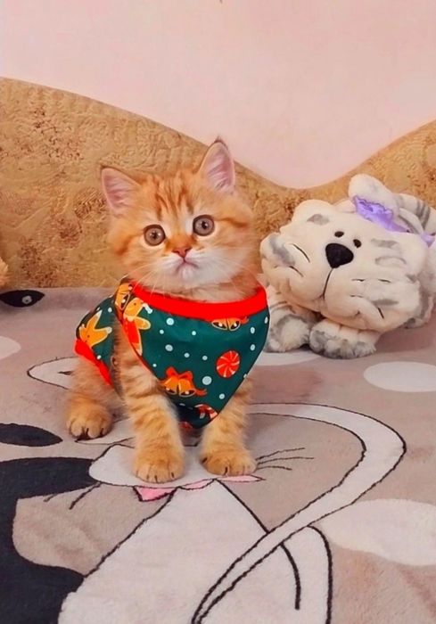 Золотая тигрулька девочка милашка шотландочка