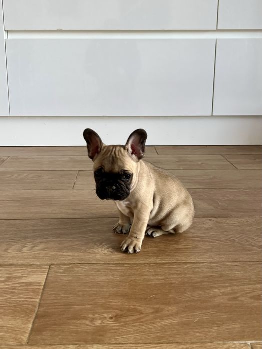 Bulldog Francês