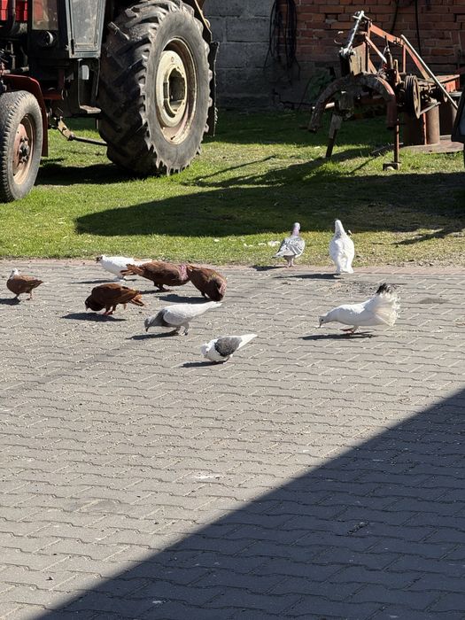 Sprzedam gołębie ozdobne