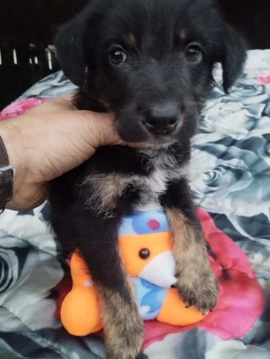 Snoopy para adoção muito responsável