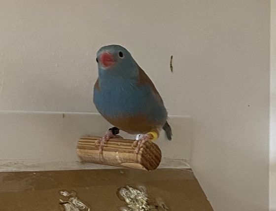 Peitinhos celeste 2025