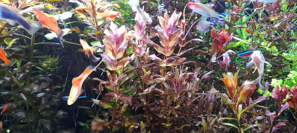 Rotala Macranda red roślina akwariowe