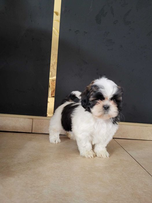 Szczeniak Shih-tzu suczka
