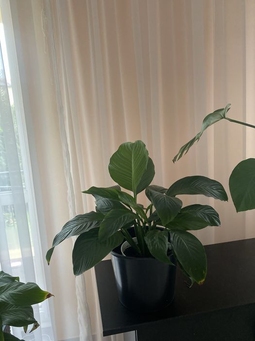 Kwiaty doniczkowe zywe