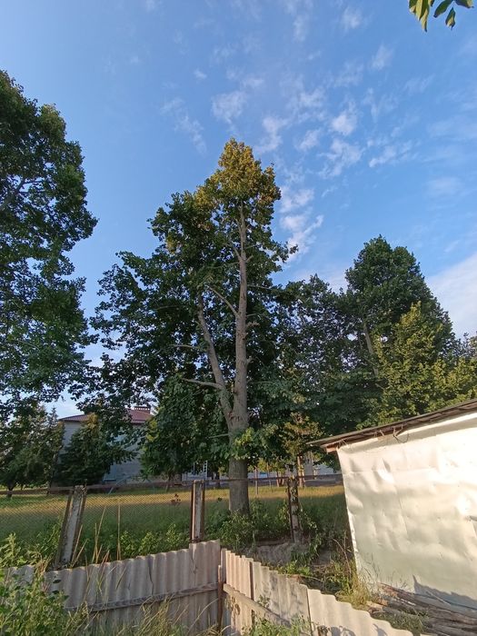 Обрізка дерев (Арбаристика)