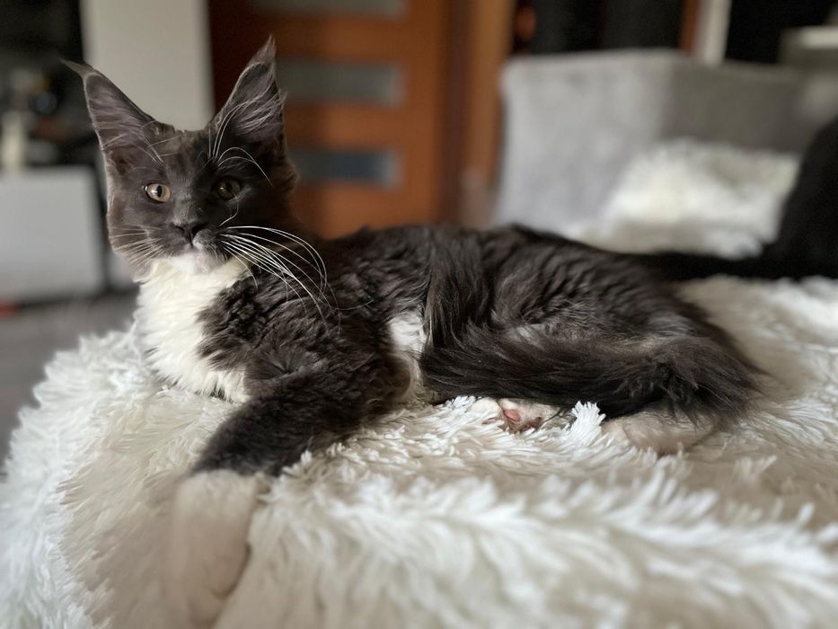 Maine Coon niebieski z białym