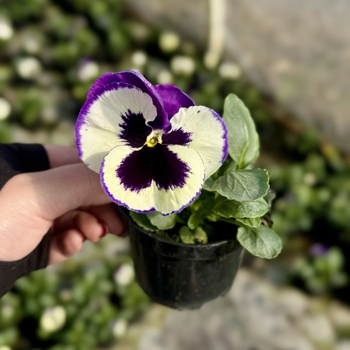 Bratki wielkokwiatowe, drobnokwiatowe i zwisające