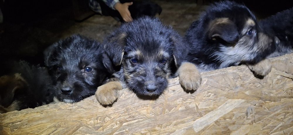 УВАГА!, ШАРА,Роздаю безкоштовно цуценят німецької крові