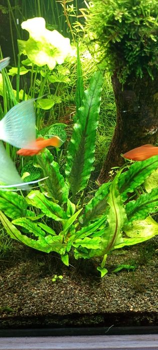 Cryptocoryne  Wendtii -Green i Brown