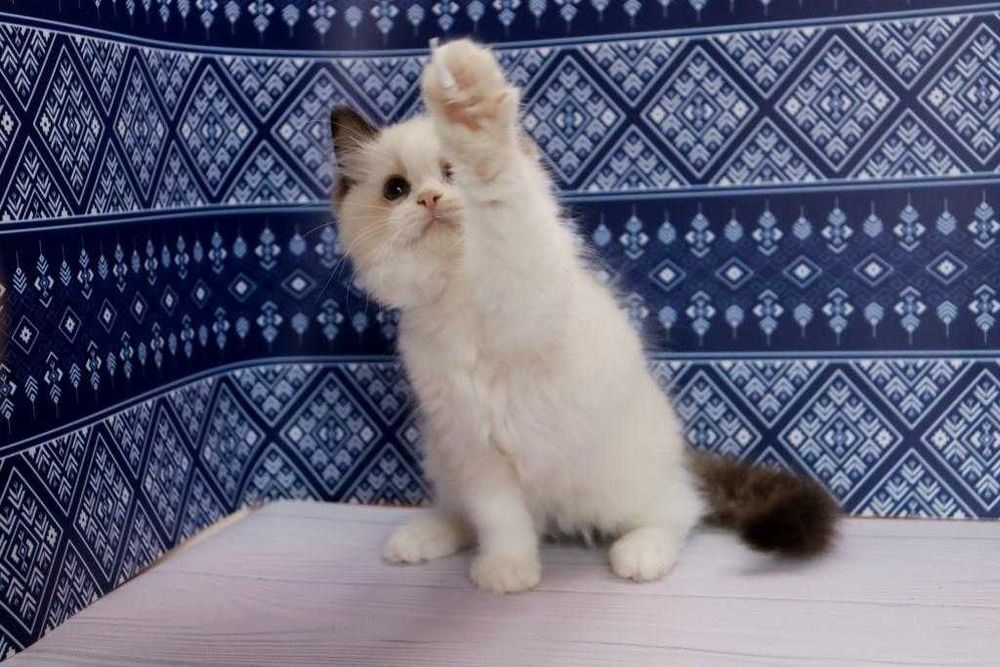 Ragdoll-хлопчик в красивому забарвлені та з синими очками