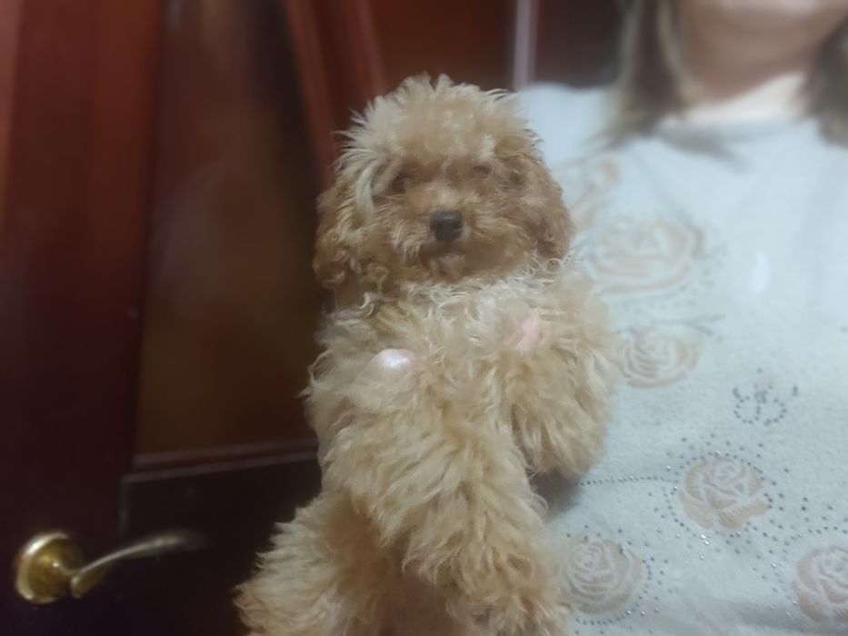 Той пудель, девочка мини