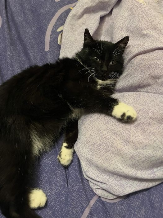 Кастрований котик 6 місяців та стерилізована кошечка