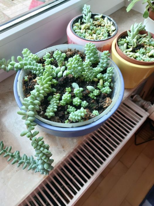 Sukulent grubosza
