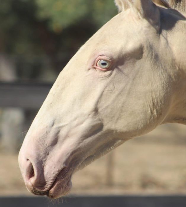 Puro Sangue Lusitano