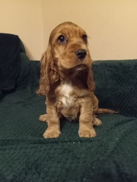 Suczka Cocker spaniel angielski