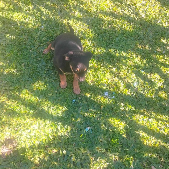 Pinscher macho lindo