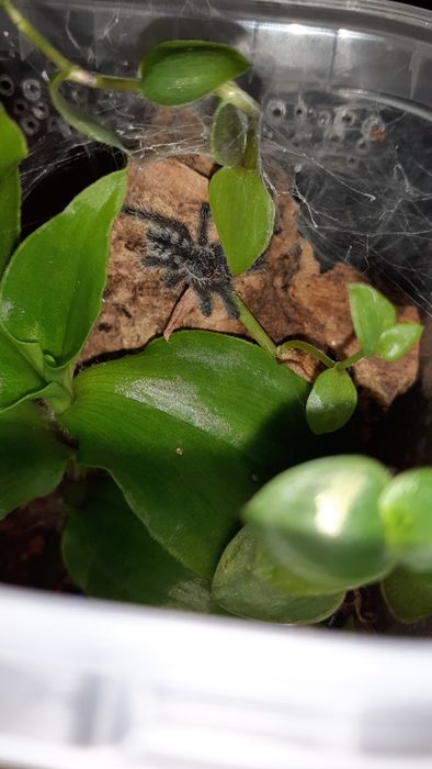 Avicularia purpurea L1