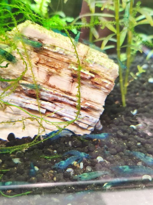 Camarões  azuis e amarelos