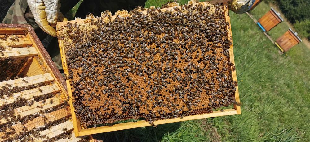 Pszczoły, Odkłady pszczele Dadant