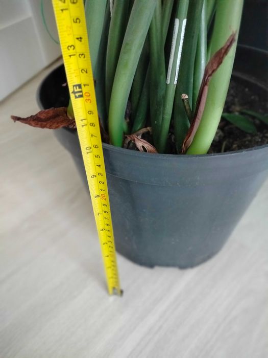 Duży kwiatek zamioculkas 120cm