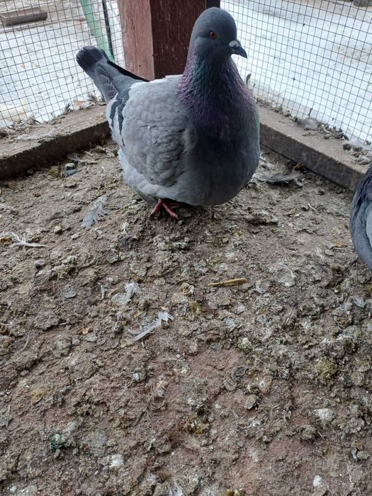 Sprzedam gołębie mondainy
