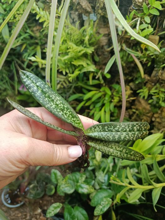 Орхідея paphiopedilum micranthum