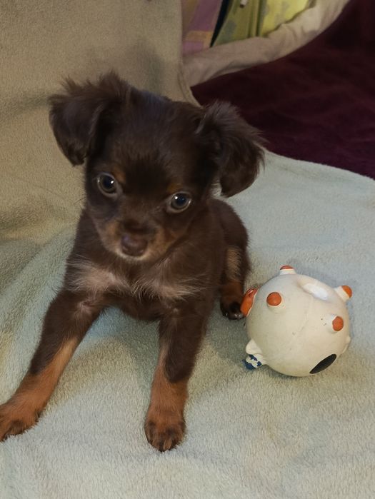 Мініатюрна Дюймовочка)