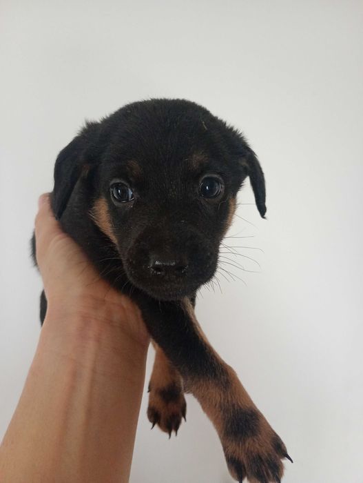 Oddam szczeniaka za darmo