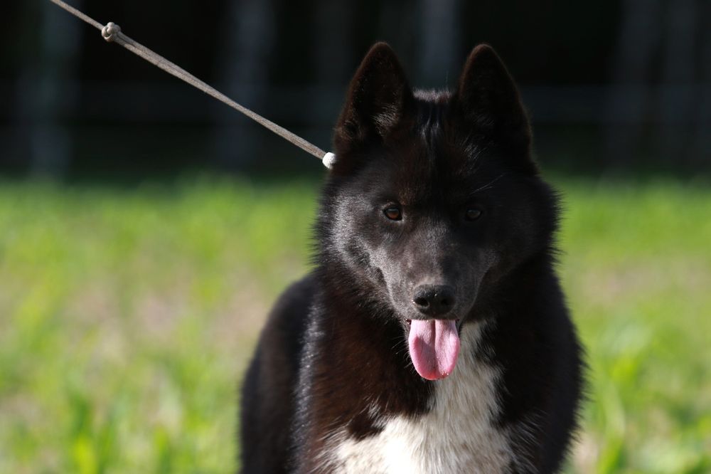 Sunia Siberian Husky FCI