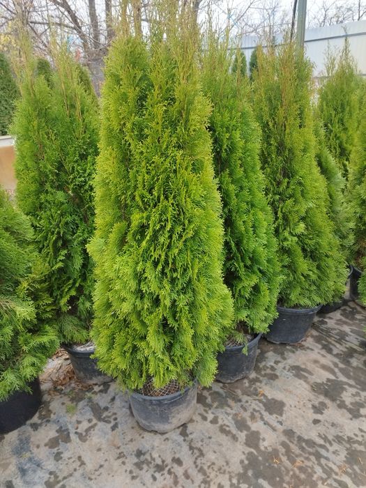 Туя смарагд, акція, посадка, доставка, інші різновиди туй і кипарисови