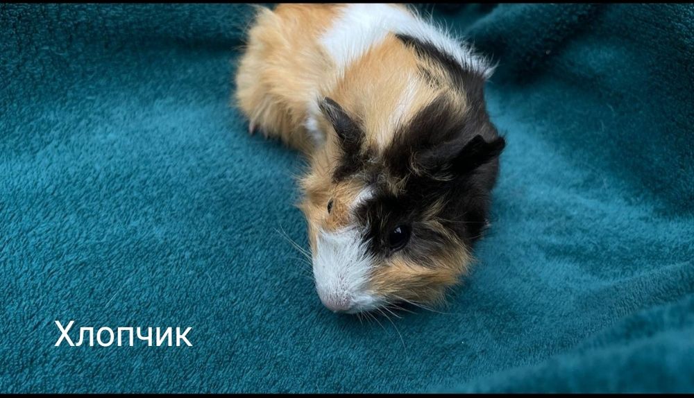 Морські свинки роздріб та гурт