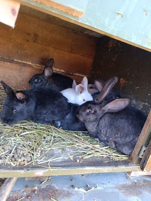 Продам кроликов молодняк