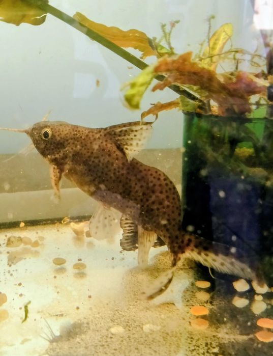 Giętkoząb wielkopłetwy,ryba akw