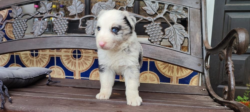 Border collie macho puro merle olhos azuis