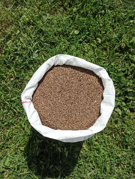 Seradela czyszczona na poplony zbiór 2025