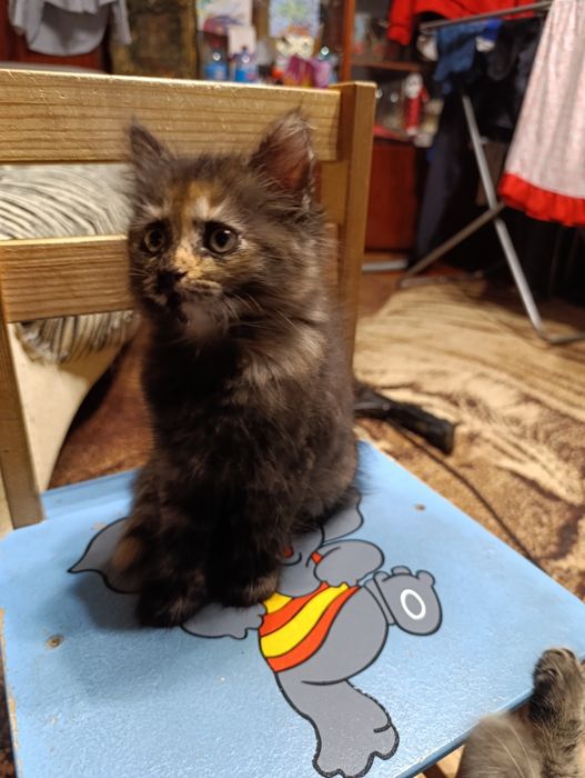 Котята у хороші ручки