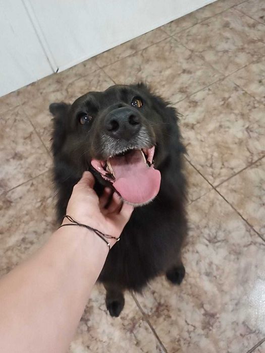 Hotel para cães (Estadia Familiar e Creche)