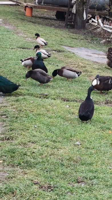 kaczki krzyżówki kajugi mieszane