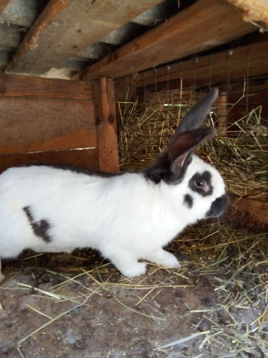 Кролі ,білий панон ,строкачі'',також м'ясо 250  грн 'кг