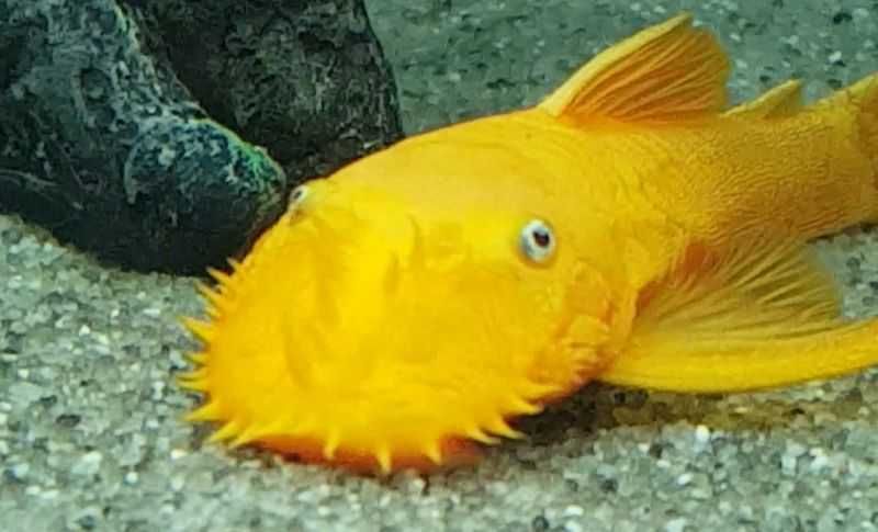 Glonojad - Zbrojnik - L144 - Ancistrus sp. - dowóz, wysyłka