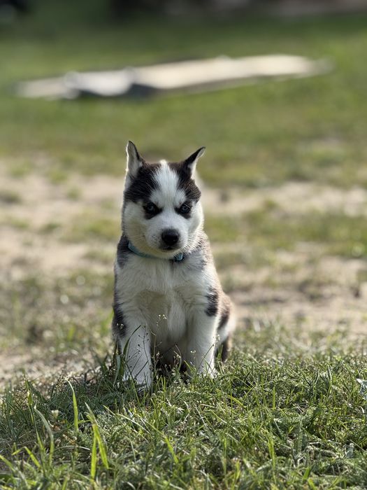 Piesek Husky Siberian