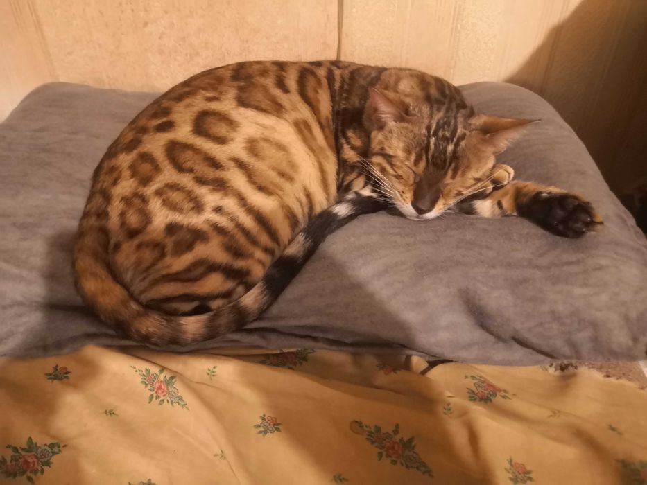 бенгальска красуня шукає кота