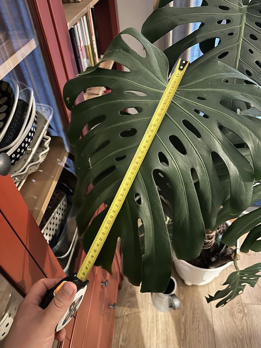 Monstera deliciosa