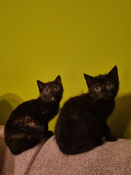 Oddam kotki w dobre ręce